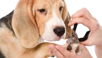 Chia sẻ các bước cắt móng cho chó tại nhà hiệu quả