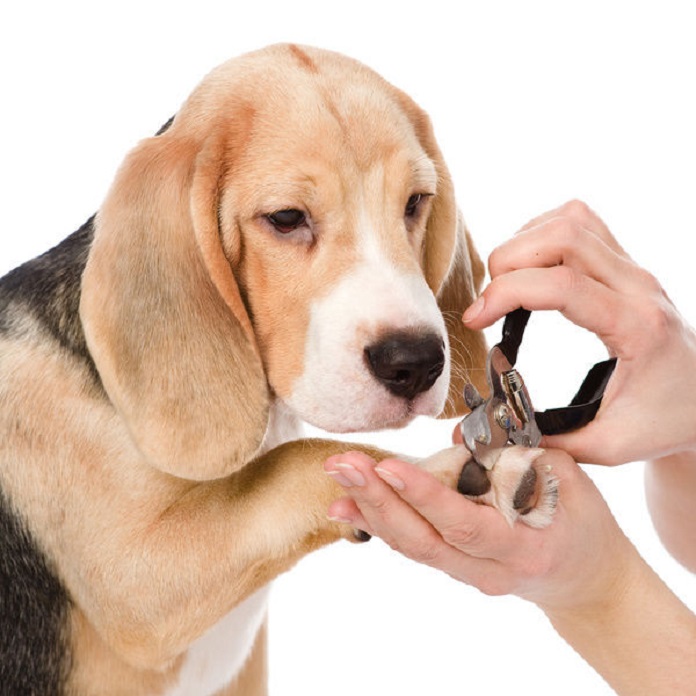 Chia sẻ các bước cắt móng cho chó tại nhà hiệu quả