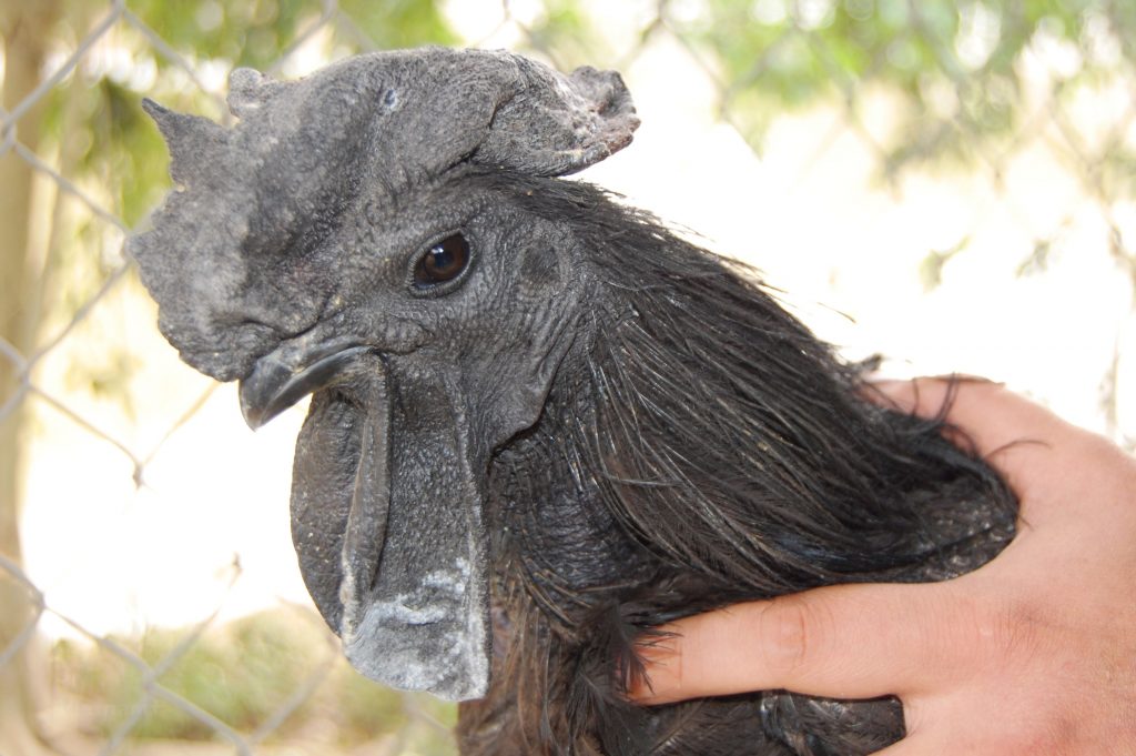 6 điều cần biết về giống gà mặt quỷ đến từ Indonesia