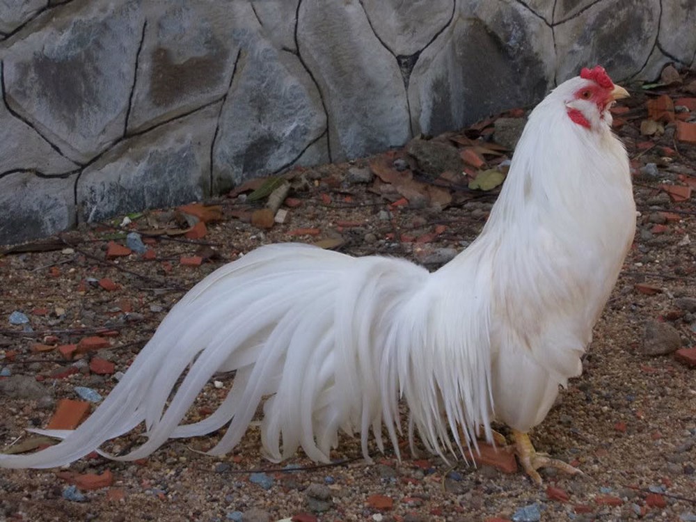 Bật mí về giống gà tre thuần chủng được ưa chuộng hiện nay