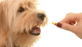 Bệnh giun sán ở chó rất nguy hiểm nếu không chữa kịp thời