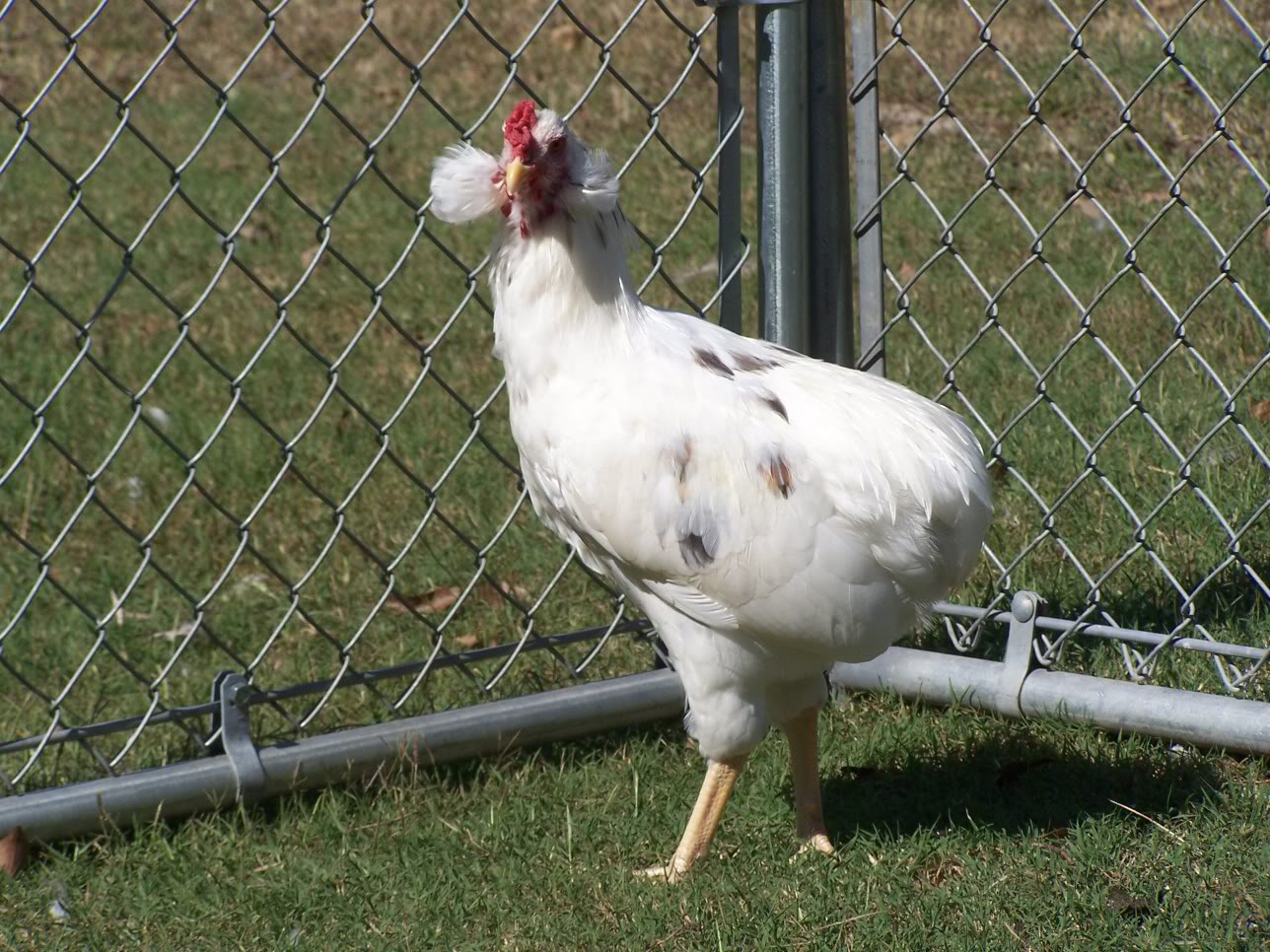 Bí ẩn về loài gà Araucana đến từ Nam Mỹ nổi tiếng