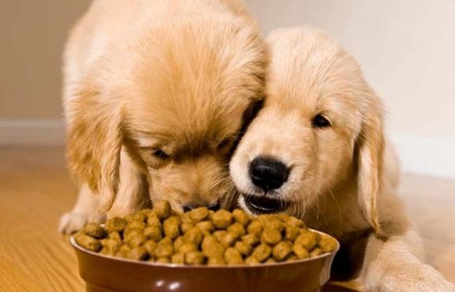 2 dòng thức ăn cơ bản cho chó con