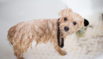 Bí quyết tắm cho chó Poodle đơn giản dễ làm