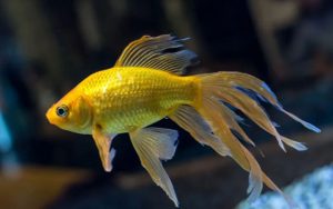 Cá vàng đuôi quạt - một sản phẩm của đột biến tự nhiên