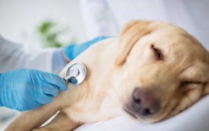 Các bác sỹ thú y chia sẻ cách chữa bệnh chó đi ngoài tại nhà