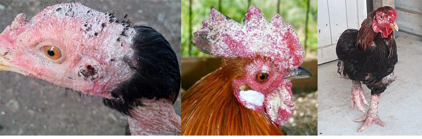 Những nguyên nhân và đường lây của bệnh nấm mốc ở gà chọi