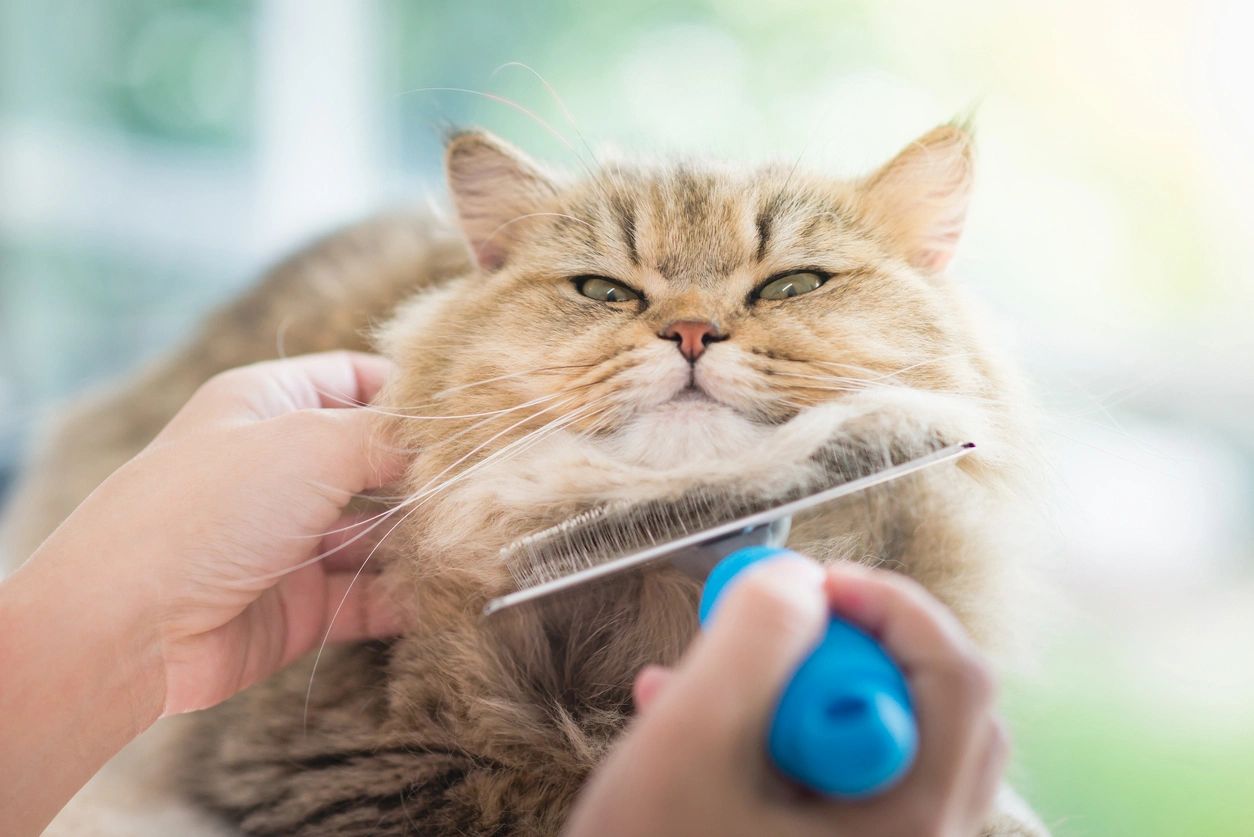 Chăm sóc lông cho mèo Ba Tư không quá khó khăn như bạn nghĩ