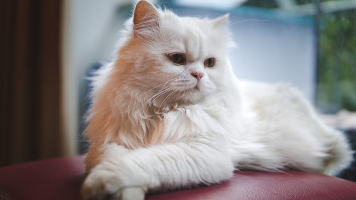 Chăm sóc mèo Ba Tư không khó nếu bạn nắm vững bí quyết