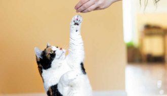 Cách huấn luyện mèo con cho người mới tập nuôi