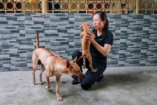 Cách chăm chó Phú Quốc sau khi sinh con