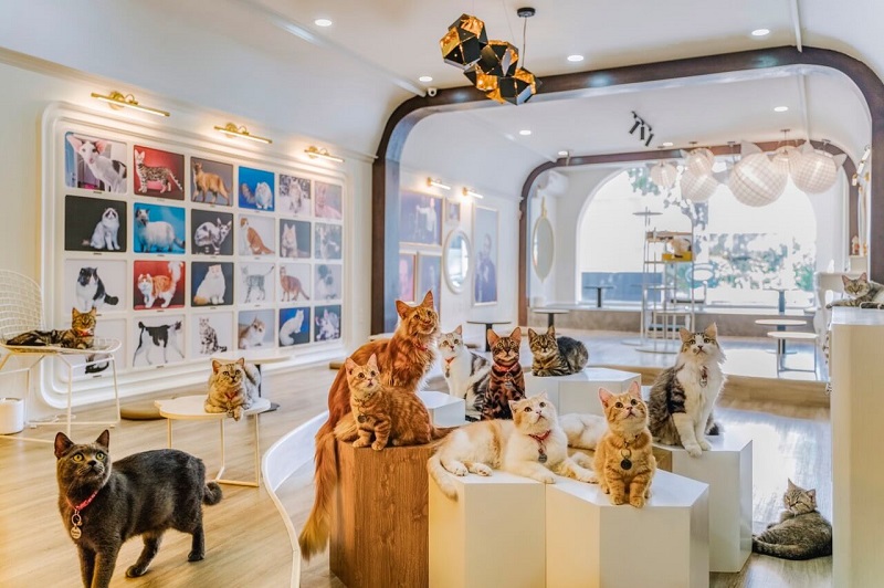 Cafe chăm sóc thú cưng - mô hình kinh doanh ăn khách nhất cho giới trẻ