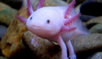 Cá axolotl - loài cá có vẻ ngoài vô cùng dễ thương