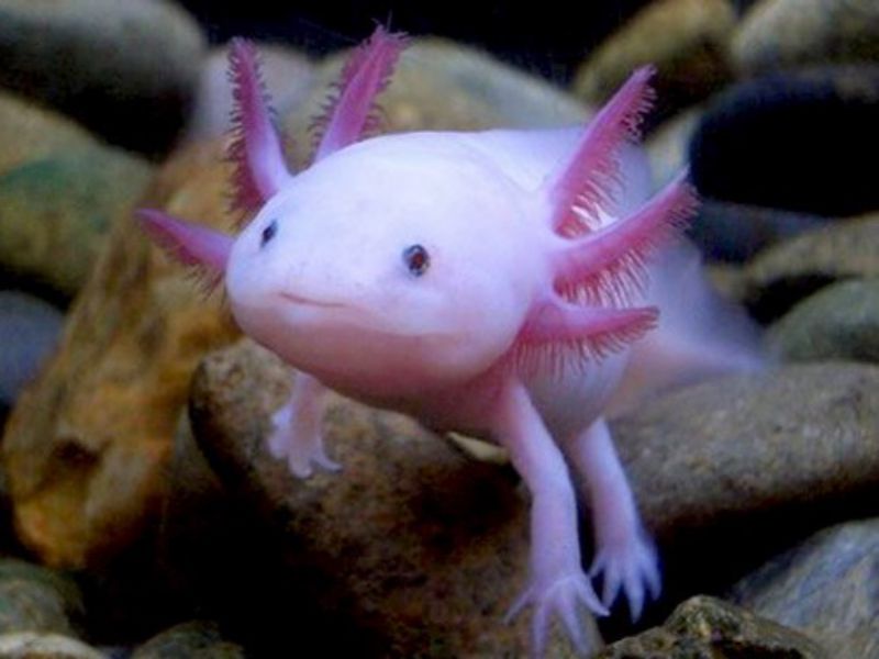 Chăm Cá axolotl dễ dàng hơn khi nắm những điều sau