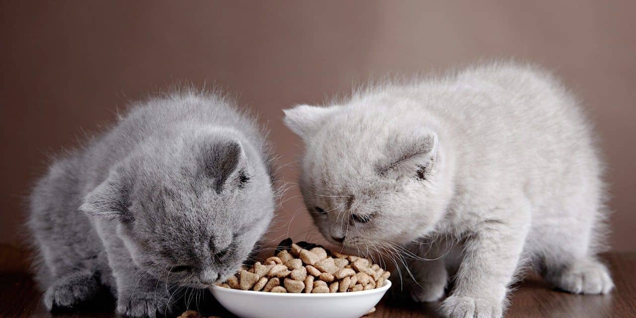 Thức ăn dành cho mèo nên đa dạng và đủ chất