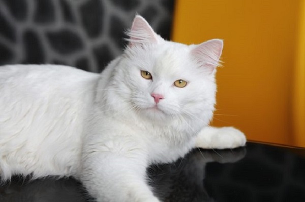 Mèo Angora Thổ Nhĩ Kỳ có bề ngoài thu hút với bộ lông dày dặn