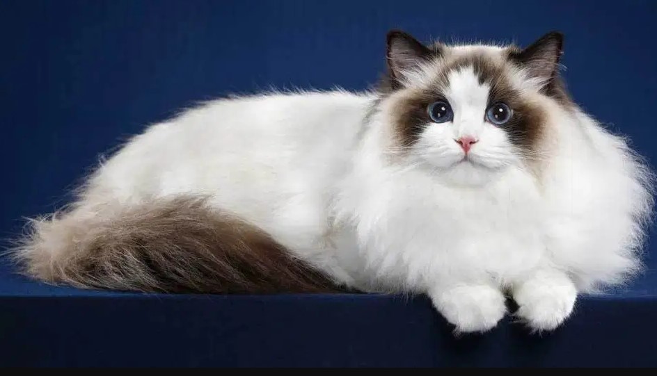 Các chú mèo Angora Thổ Nhĩ Kỳ có bộ lông dài mượt mà, óng ả