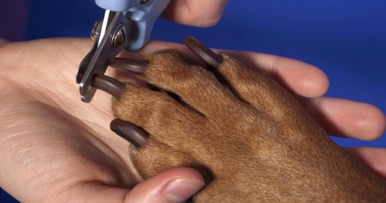 Những lầm tưởng tai hại về việc cắt móng cho chó