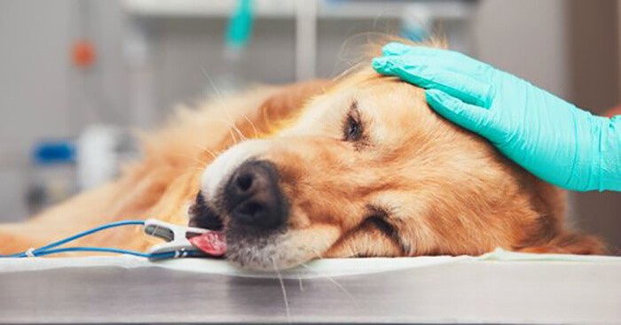 Chó bị sốt khi nào thì cần đến bác sĩ thú y?