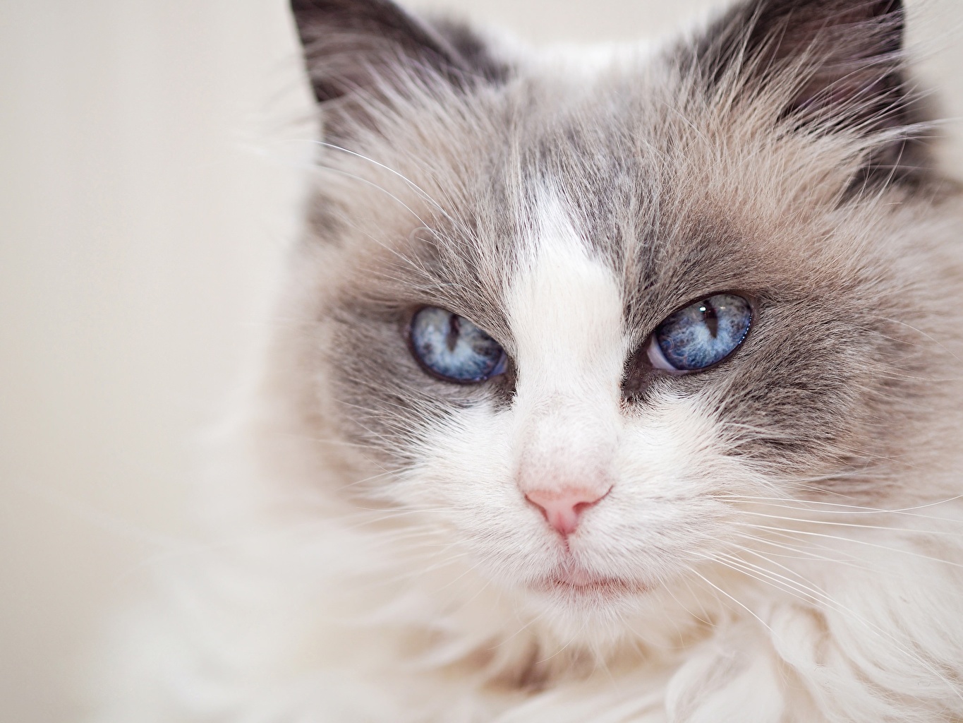 Mèo Ragdoll có ngoại hình dễ thương nên được nhiều người chọn nuôi