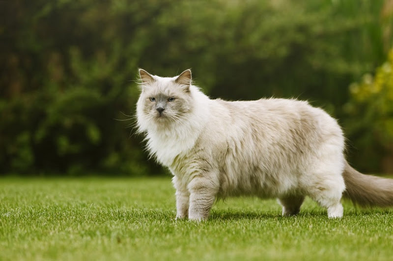 Ragdoll là một trong những loài mèo cảnh to lớn với thân hình cường tráng