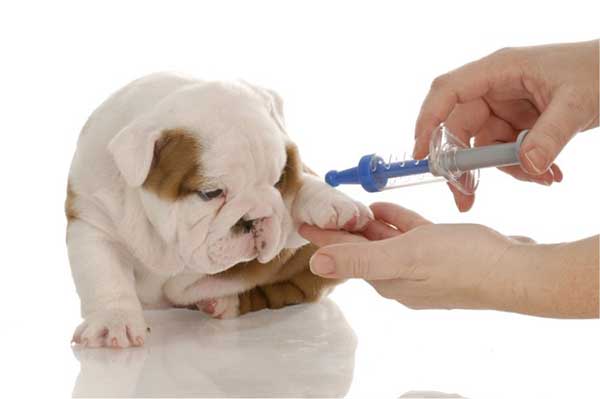 Tiêm phòng bệnh dịch và bảo vệ sức khỏe cho chó