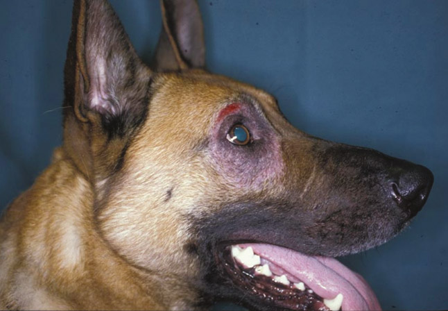 Các dẫu hiệu dễ nhận thấy khi chó bị đau mắt