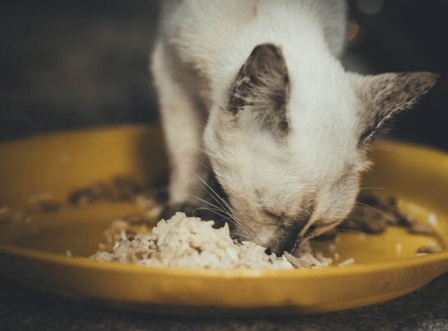 Chế độ ăn của mèo
