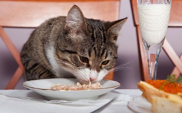 Mèo khó tính nên lười ăn chăng?