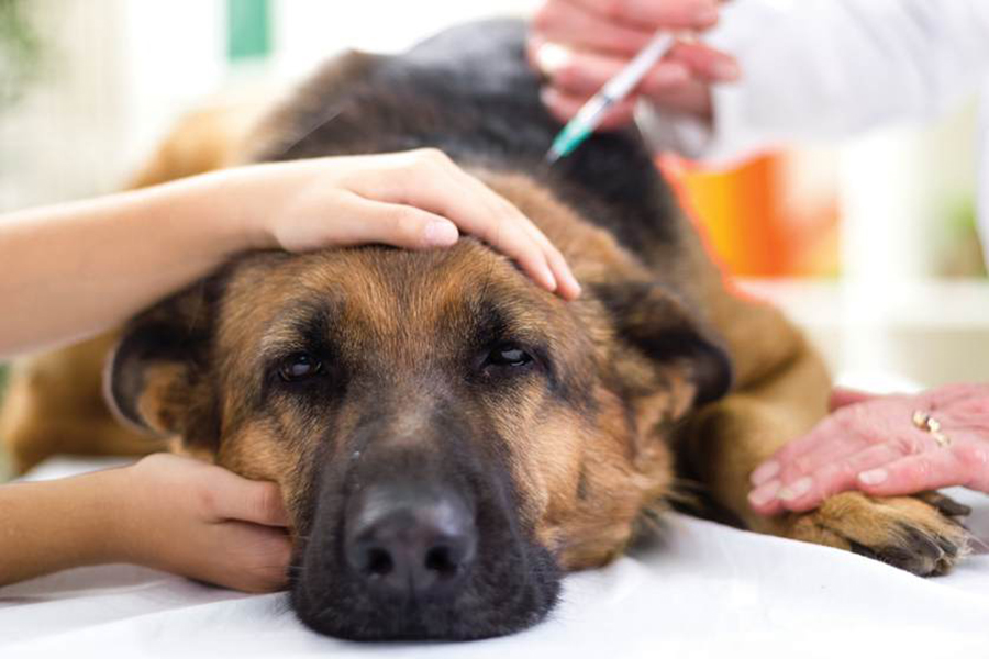 Điều trị bệnh Care ở chó