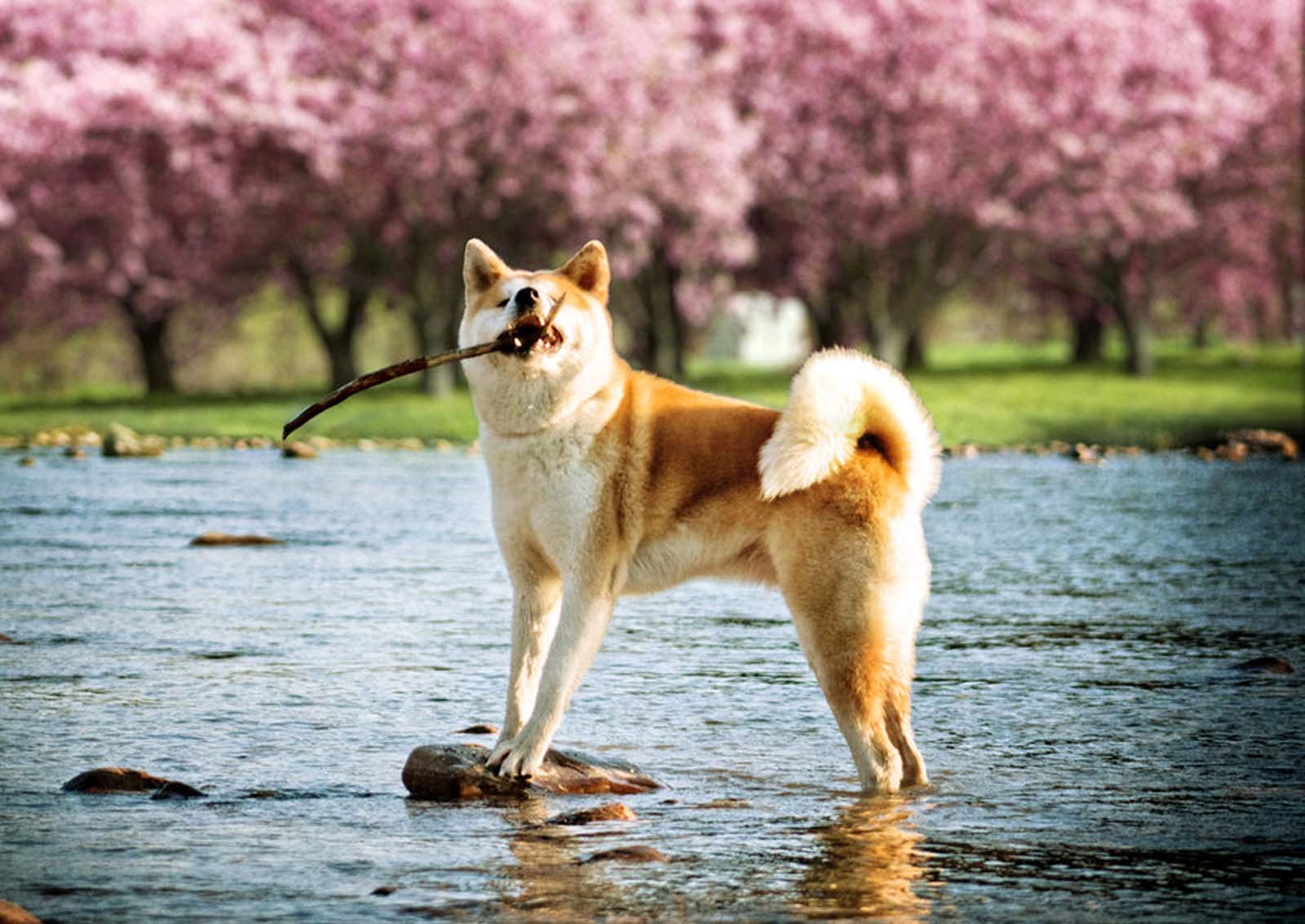Giống chó Akita Inu - Quốc khuyển tinh anh của Nhật Bản