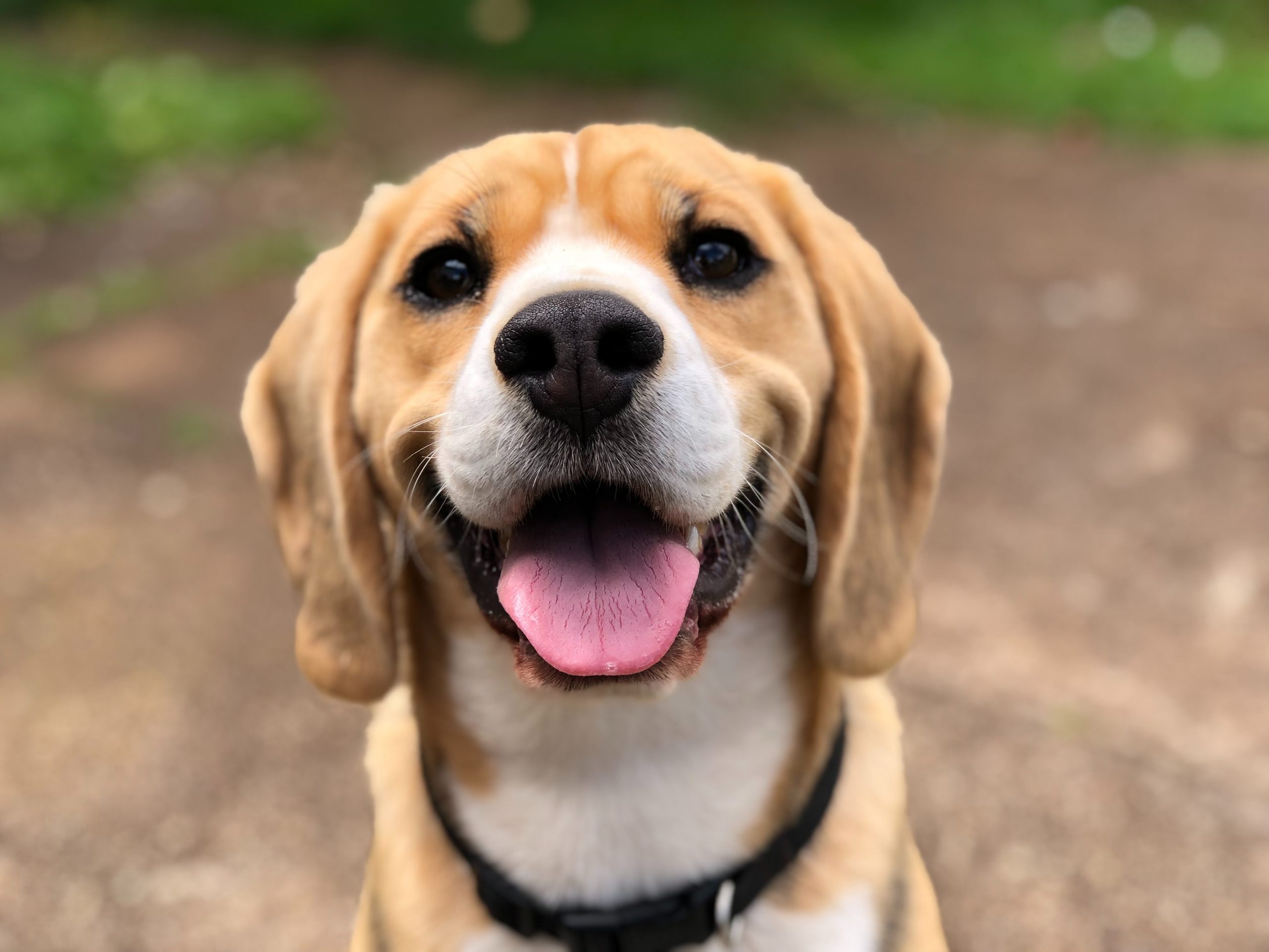 Vì sao nên nuôi giống chó Beagle?