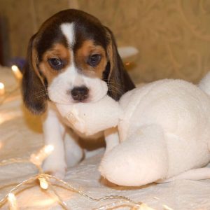 Giống chó Beagle đáng yêu và thân thiện thích hợp làm thú cưng