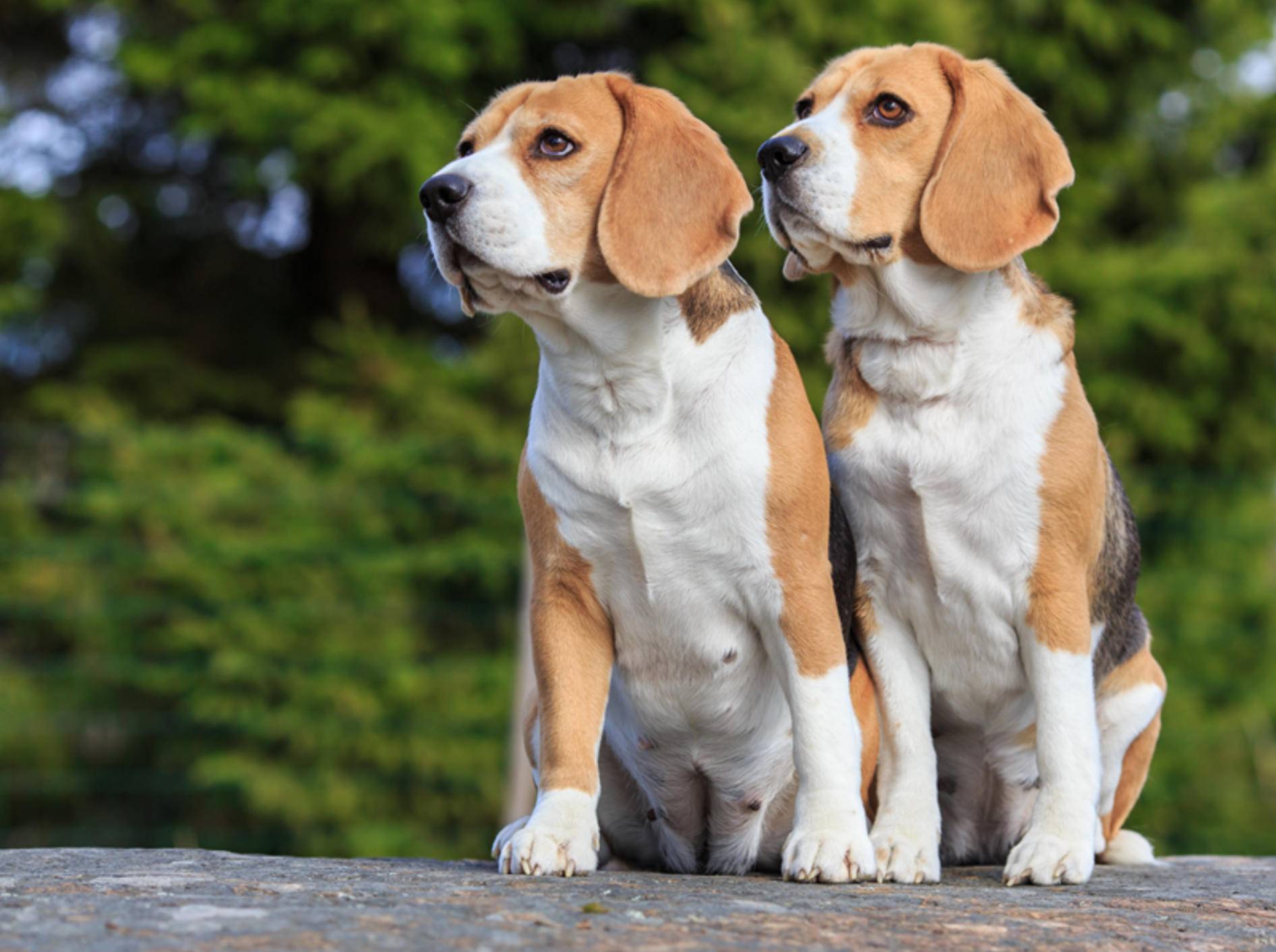 Muốn nuôi dạy giống chó Beagle thật tốt cần biết gì?