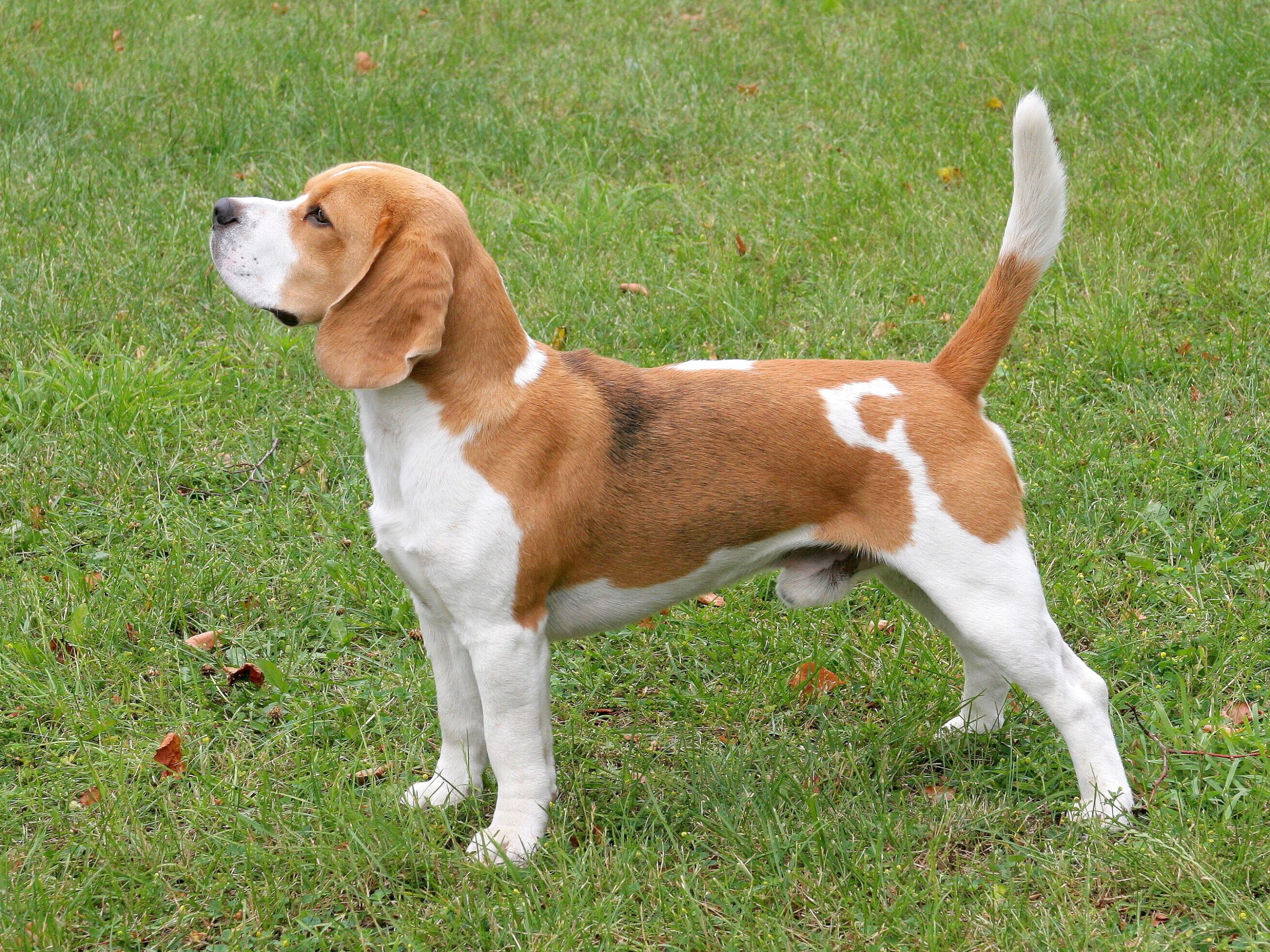 Đặc điểm nhận biết của giống chó Beagle thuần chủng