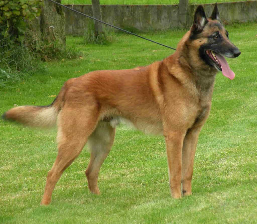 Nguồn gốc của giống chó Becgie Đức (German Shepherd Dog)