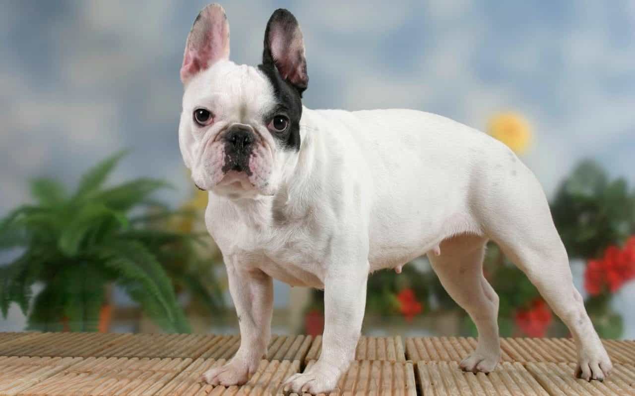Giống chó Bulldog Pháp - Mãnh thú nhỏ bé đáng yêu và lanh lợi