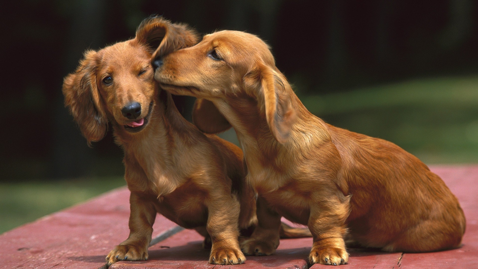 Chó Dachshund được chia thành 2 loại dựa vào trọng lượng