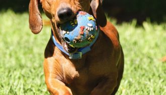 Giống chó Dachshund - Khúc lạp xưởng di động đáng yêu nhất hành tinh