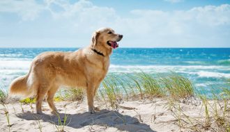 Giống chó Golden Retriever - Thú cưng "quốc dân" siêu đáng yêu