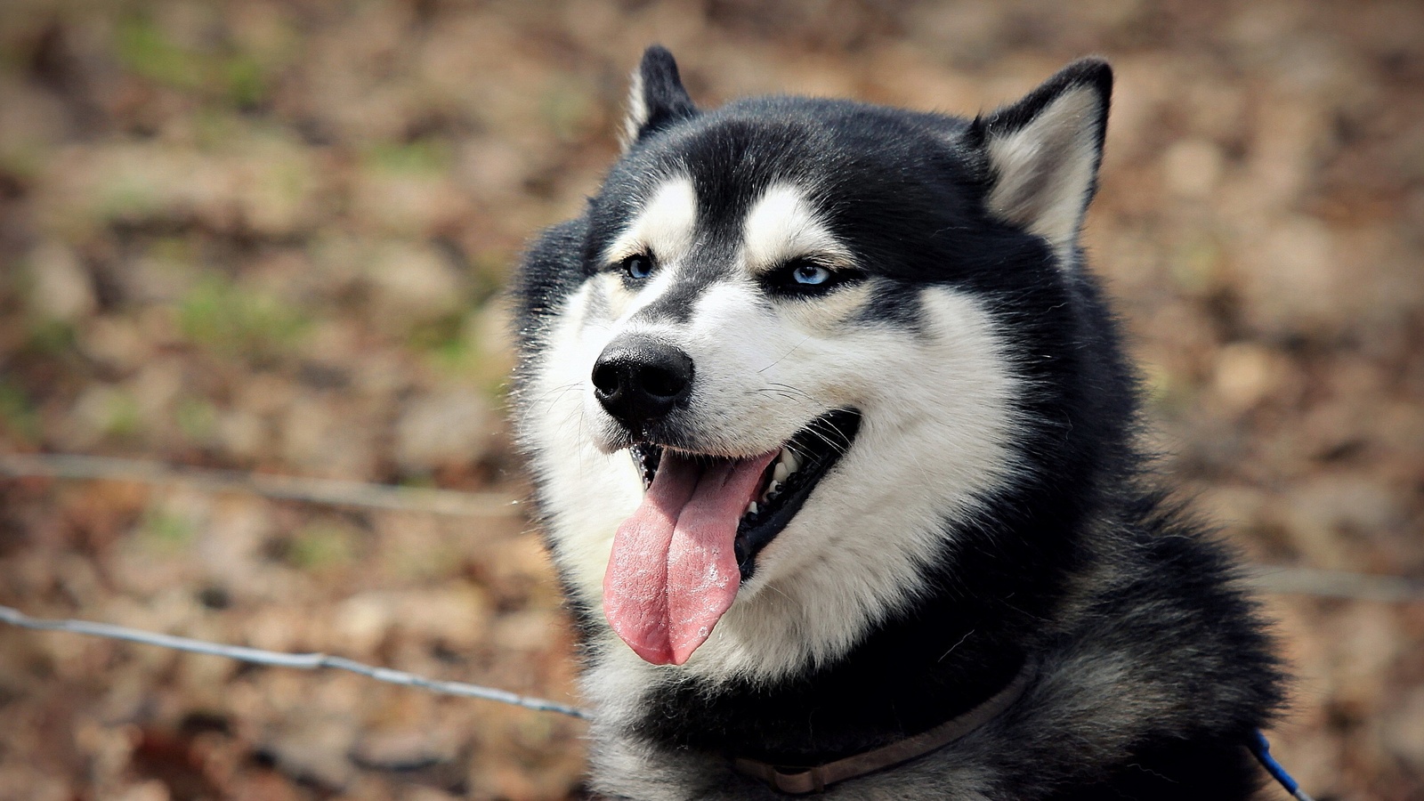 Nguồn gốc của giống chó chó Husky là tại Đông Bắc Siberia.