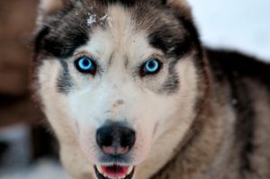 Giống chó Husky - "Gâu đần" được yêu thích nhất hành tinh