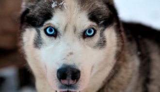 Giống chó Husky - "Gâu đần" được yêu thích nhất hành tinh