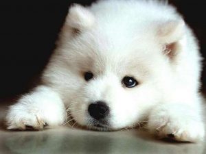 Giống chó Samoyed - Công chúa Bạch Tuyết kiêu kỳ của loài chó