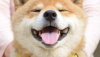 Giống chó Shiba Inu - Giống chó sống tình cảm và trung thành nhất