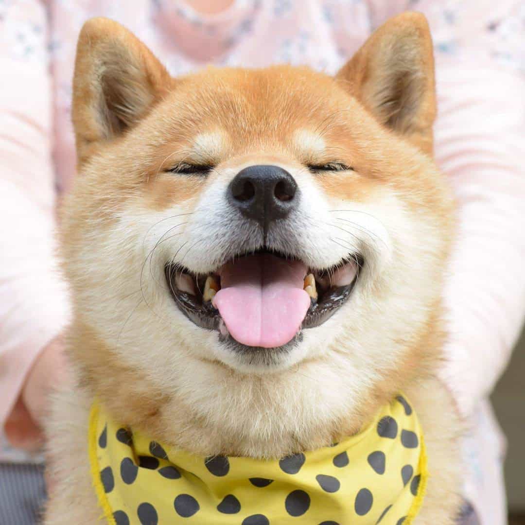 Giống chó Shiba Inu - Giống chó sống tình cảm và trung thành nhất