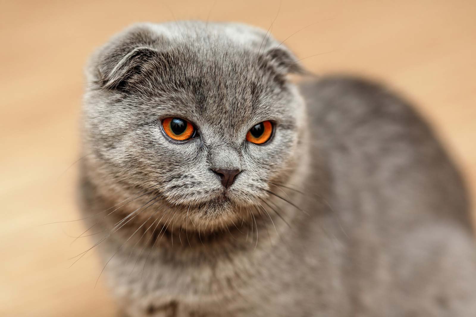 Mèo Scottish gây ấn tượng bởi bề ngoài mũm mĩm, đáng yêu