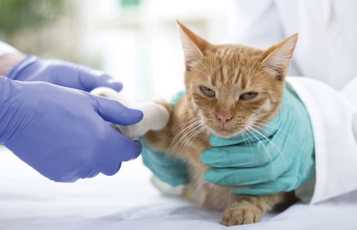 Bệnh viêm tuyến tụy ở mèo thường được điều trị ở phòng khám thú y