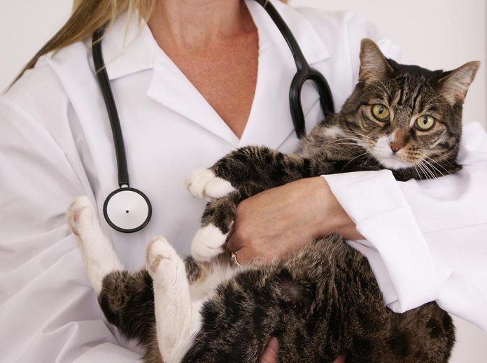 Bệnh viêm tuyến tụy ở mèo không hiếm gặp, cách điều trị cũng không quá phức tạp
