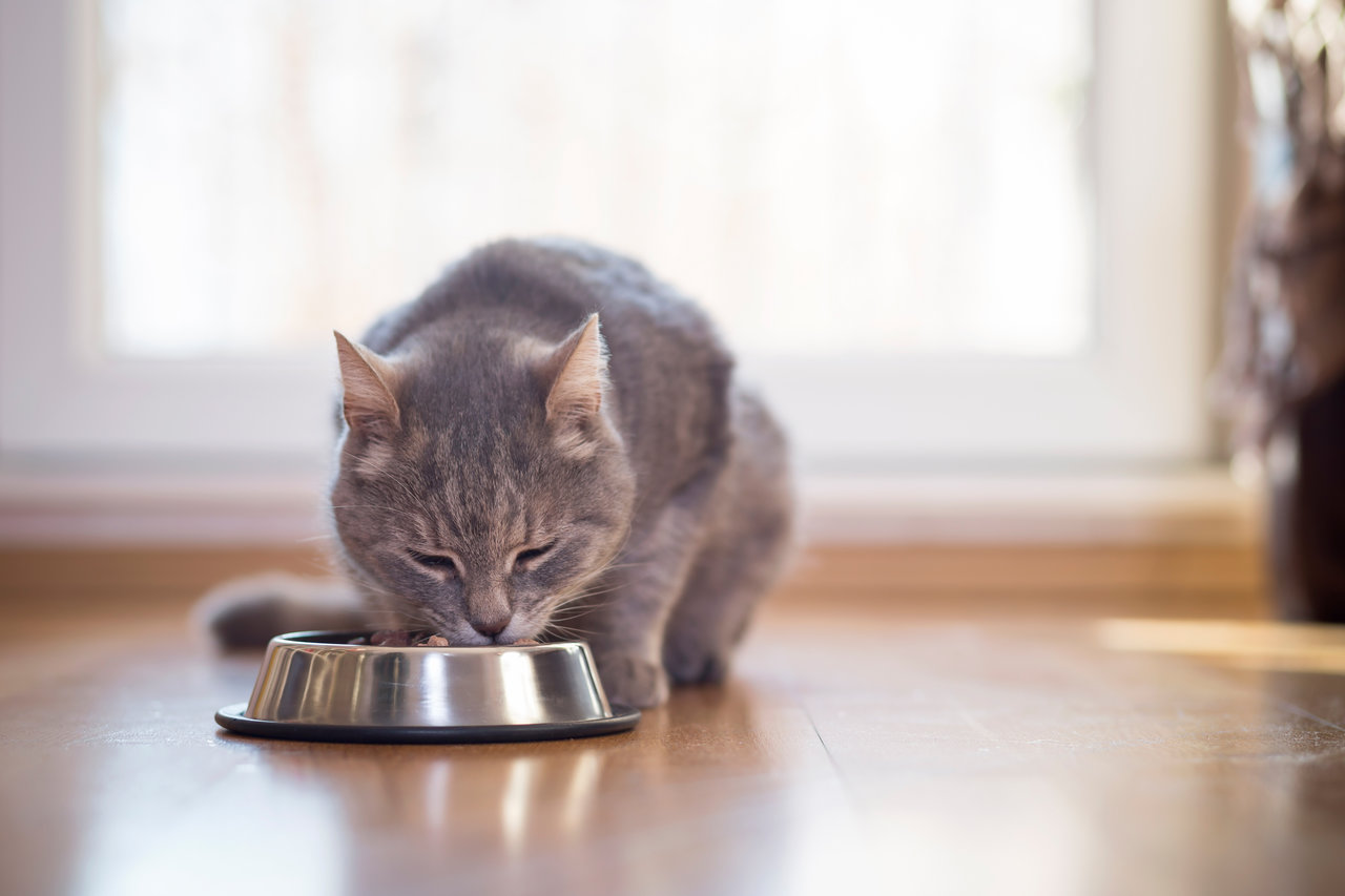 Khi mèo bị viêm tụy, người nuôi cần đảm bảo chế độ ăn đầy đủ dinh dưỡng cho mèo